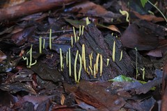 Clavulinopsis amoena
