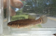 Umbra pygmaea