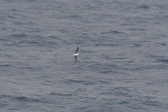 Pterodroma lessonii