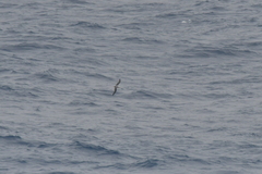 Pterodroma lessonii