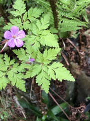 Geranium robertianum