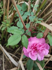 Rosa chinensis