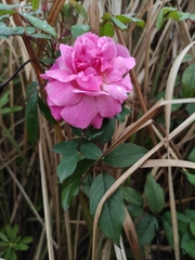Rosa chinensis