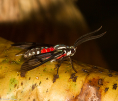 Poecilosoma eone