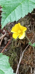 Potentilla matsumurae
