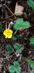 Potentilla matsumurae