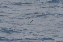 Pterodroma mollis