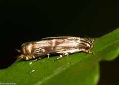 Calliprora