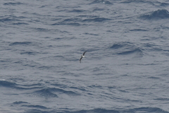 Pterodroma mollis