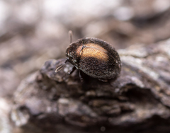 Lamprobyrrhulus nitidus