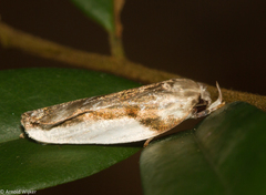 Stenomatinae