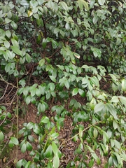 Camellia oleifera