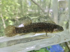 Umbra pygmaea