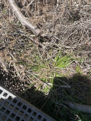 Xyris bracteata