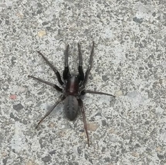 Segestria florentina