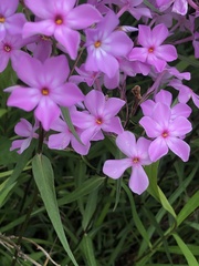 Phlox glaberrima
