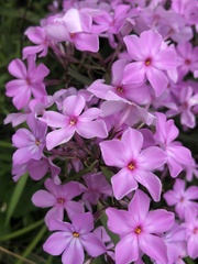Phlox glaberrima