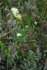 Thalictrum petaloideum