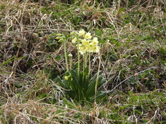 Primula ruprechtii