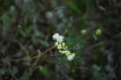 Thalictrum petaloideum