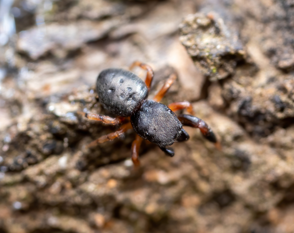 Sibianor larae