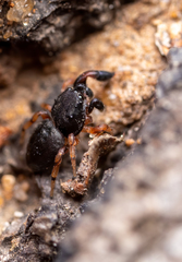 Sibianor larae