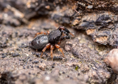 Sibianor larae