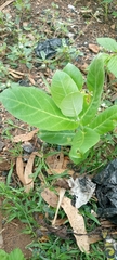 Calotropis procera image