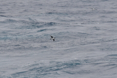 Procellaria cinerea