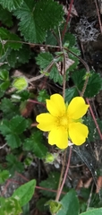 Potentilla matsumurae