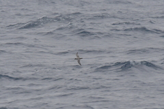 Procellaria cinerea