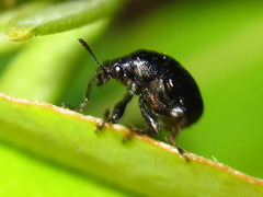 Euops lespedezae koreanus