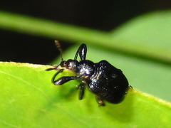 Euops lespedezae koreanus