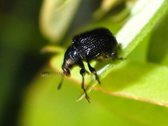 Euops lespedezae koreanus