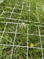 Taraxacum officinale