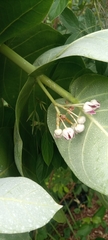 Calotropis procera image