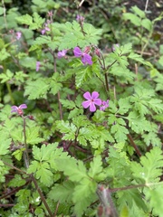 Geranium robertianum