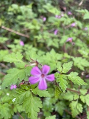 Geranium robertianum