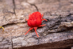 Trombidium