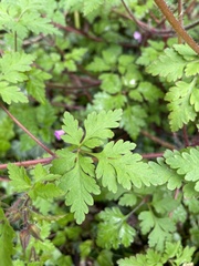 Geranium robertianum