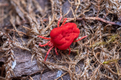 Trombidium