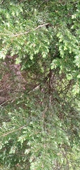 Tsuga chinensis