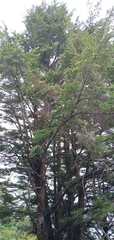Tsuga chinensis