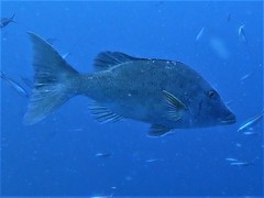 Lethrinus nebulosus