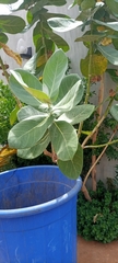 Calotropis procera image