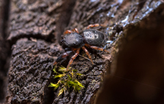 Sibianor larae