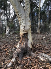 Eucalyptus blakelyi