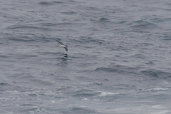Puffinus elegans