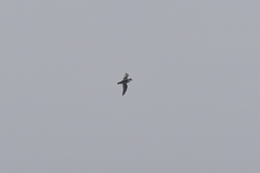 Puffinus elegans