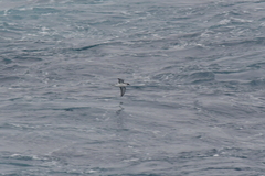 Puffinus elegans